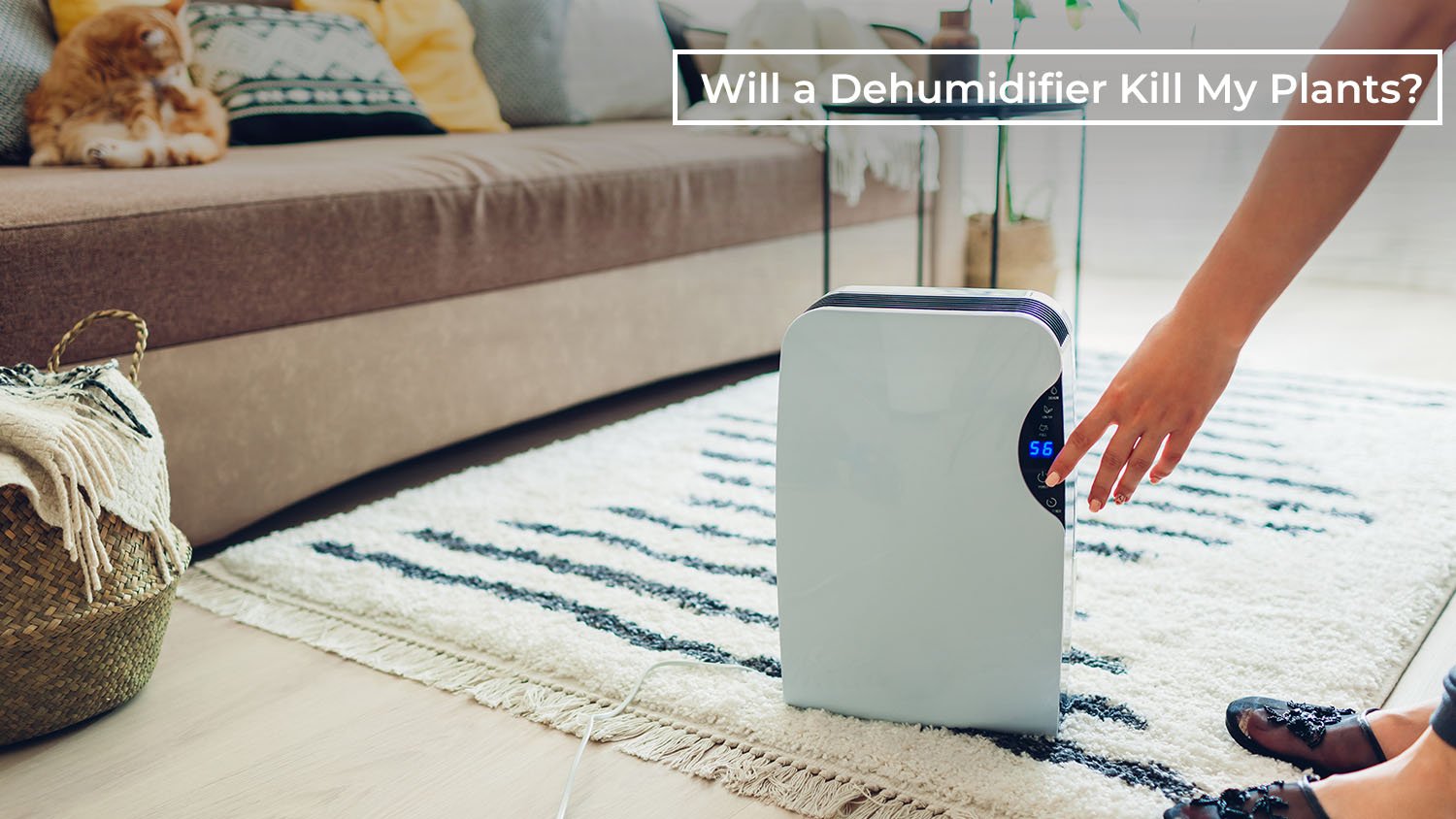 Will a Dehumidifier Kill My Plants? Tips and Insights for Healthy Houseplants